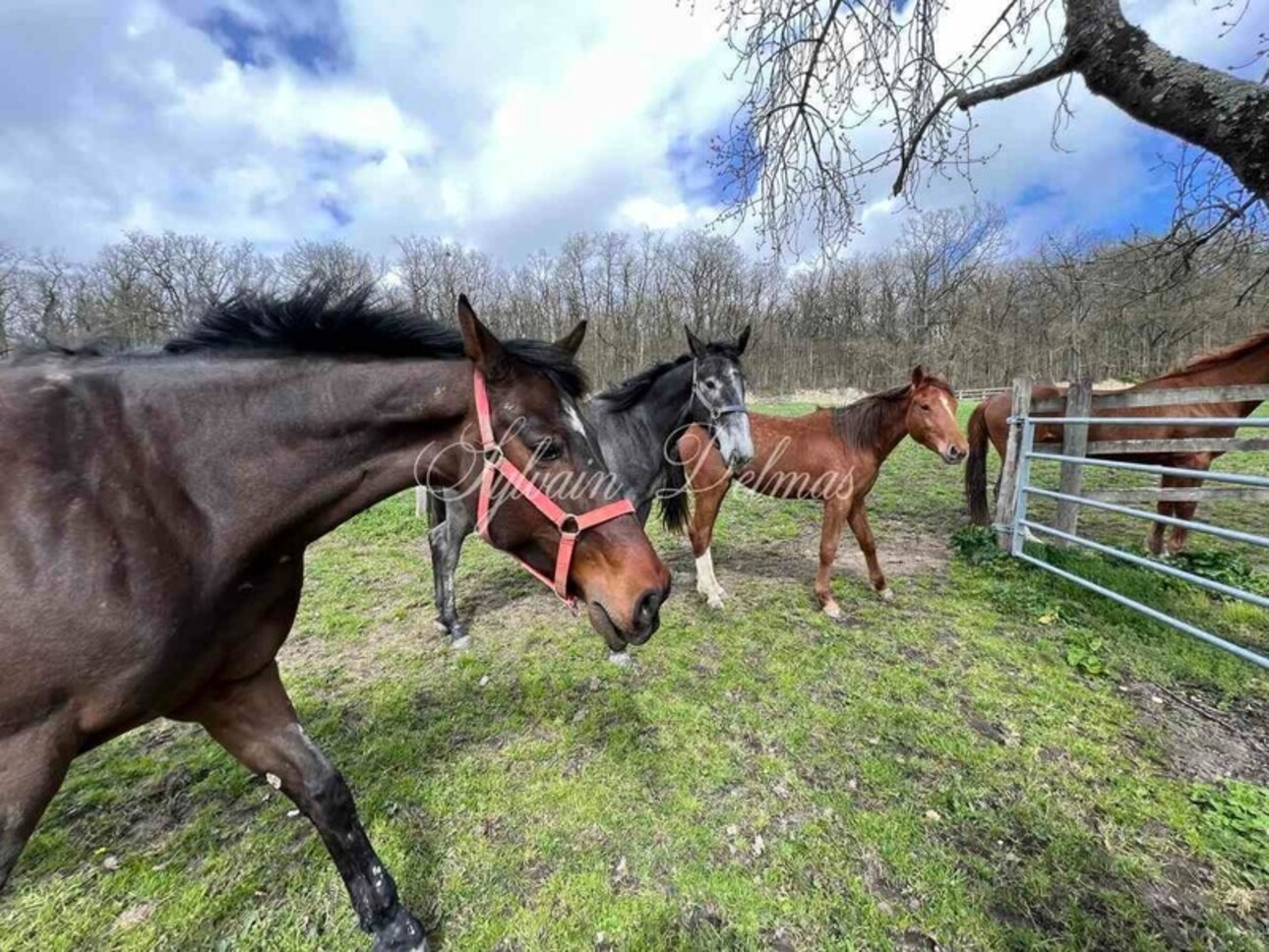 Photos 21 - Equestrian - Château du XIX° restauré sur un domaine de 25 hectares