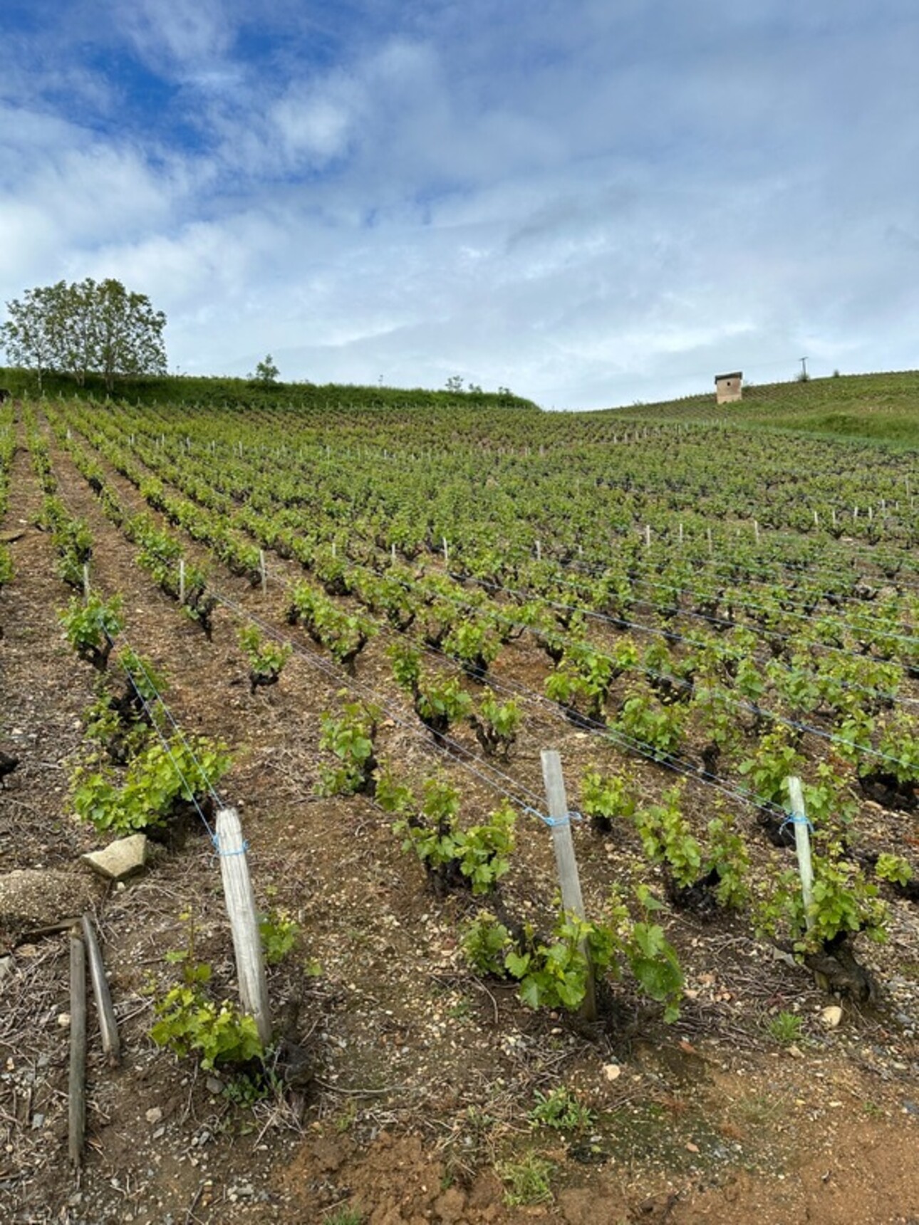 Photos 1 - Vineyard - Dpt Rhône (69), à vendre proche de JULIENAS terrain