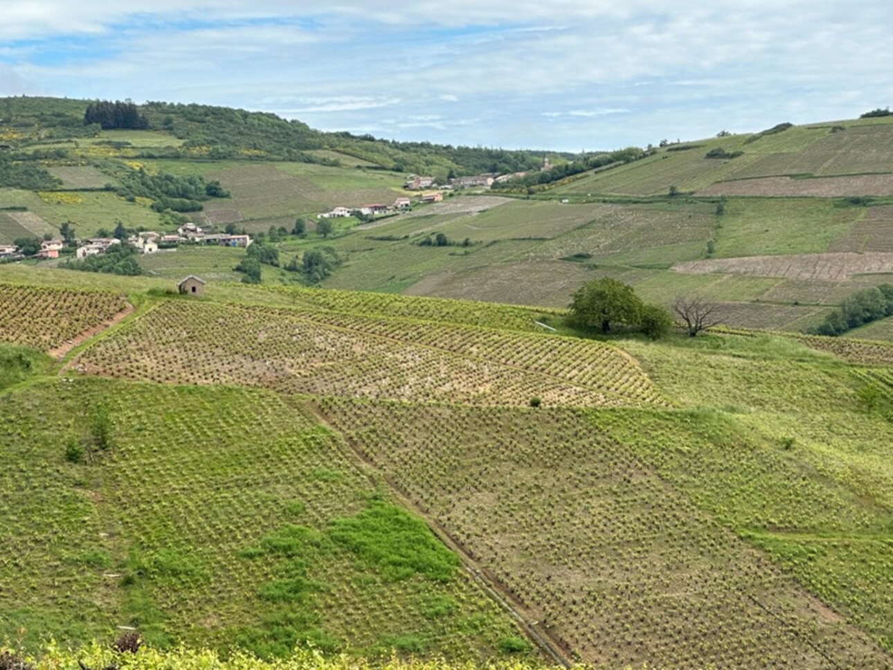 Photos 2 - Vineyard - Dpt Rhône (69), à vendre proche de JULIENAS terrain