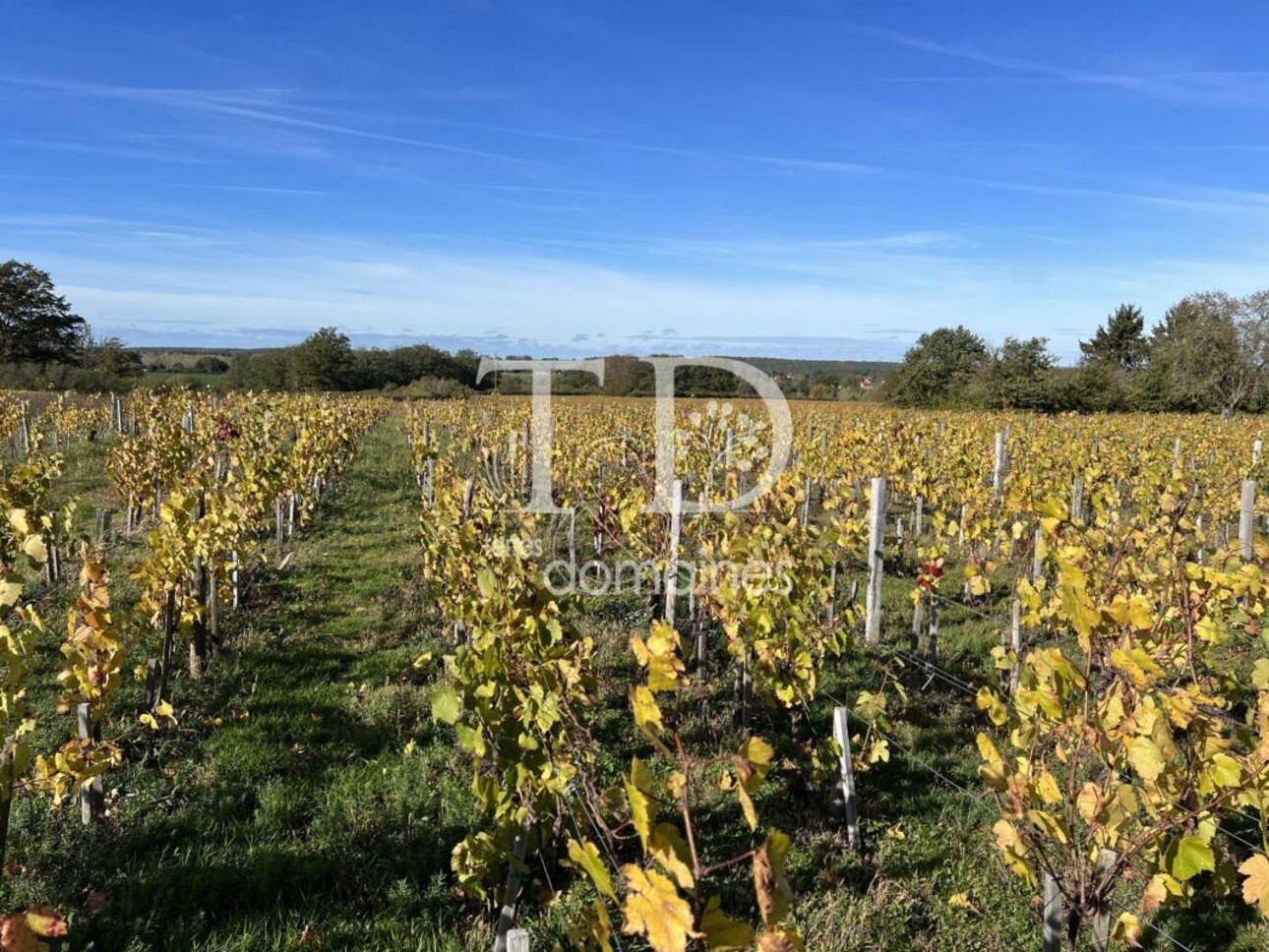 Photos 1 - Vineyard - Parcelle AOC, plantée en vigne de production