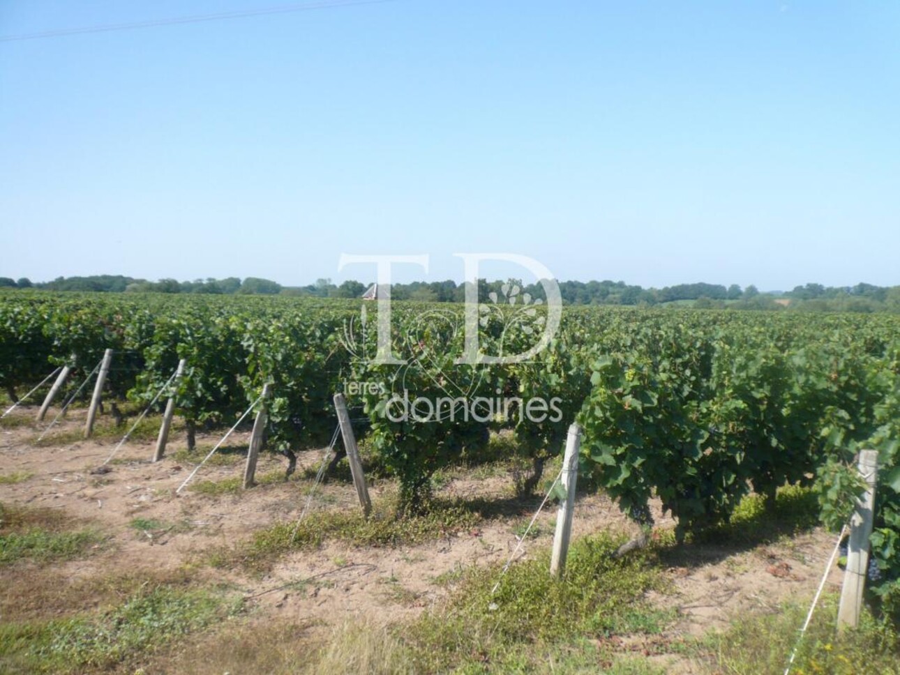 Photos 1 - Viticole - 15 hectares de vignes en AOC