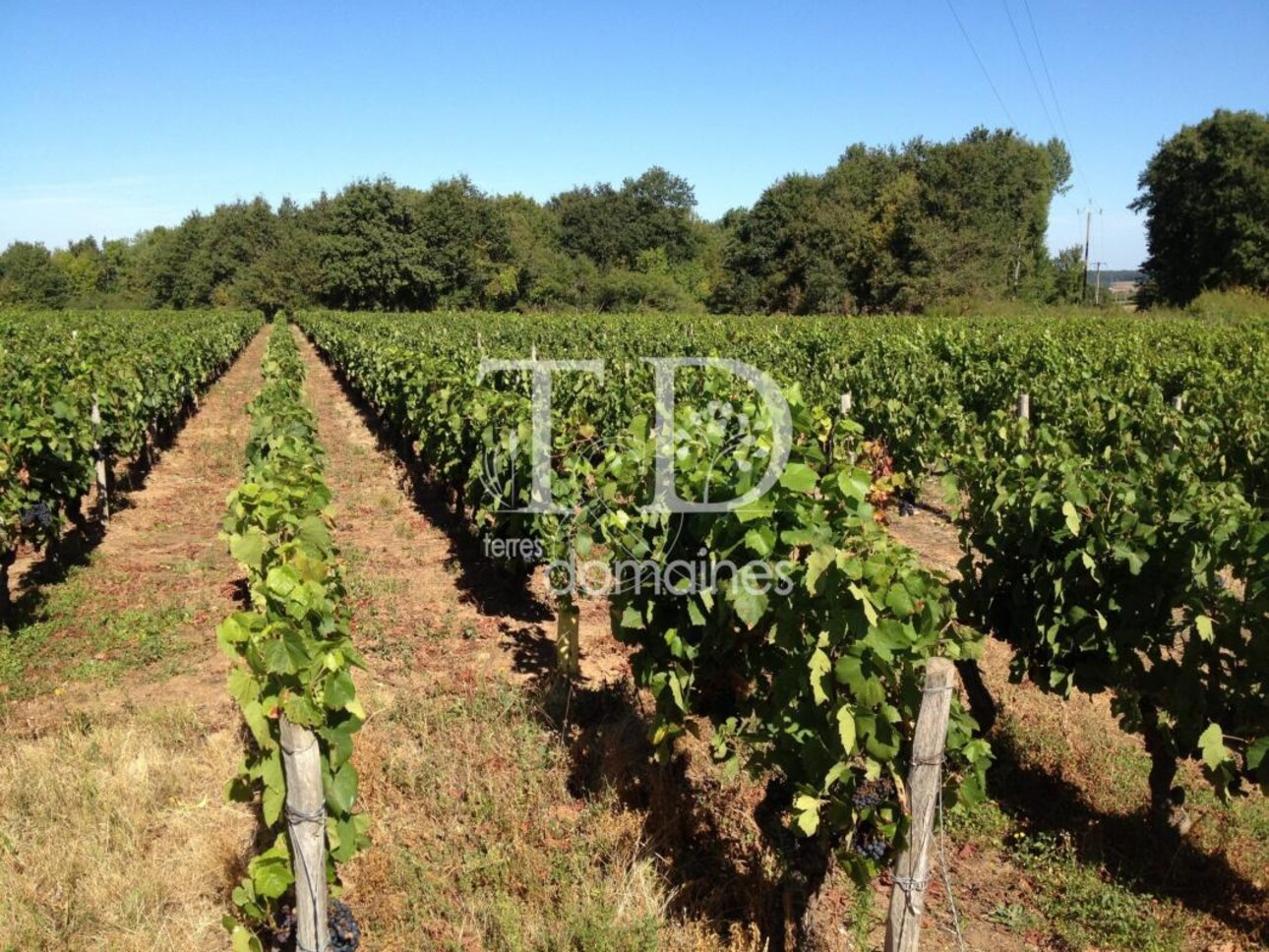 Photos 2 - Viticole - 15 hectares de vignes en AOC