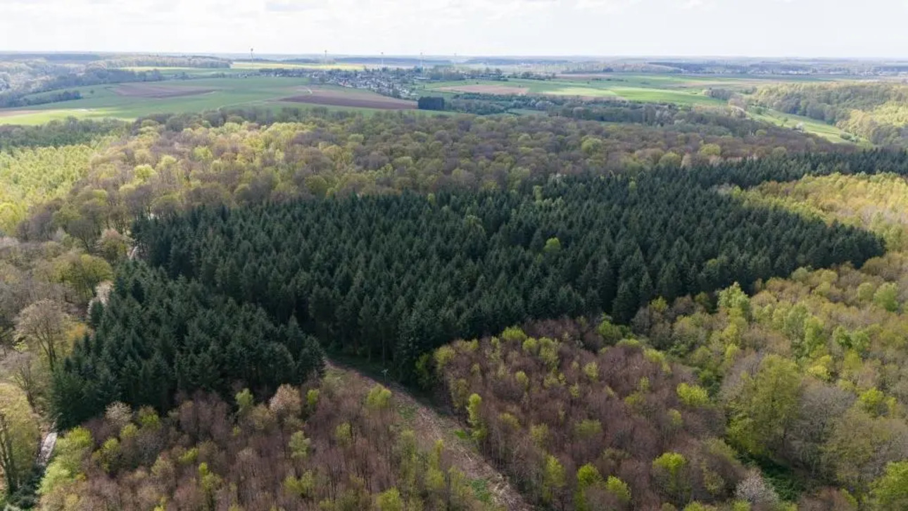 Photos 1 - Forestière - Propriété rurale avec massif forestier sur la côte Normande