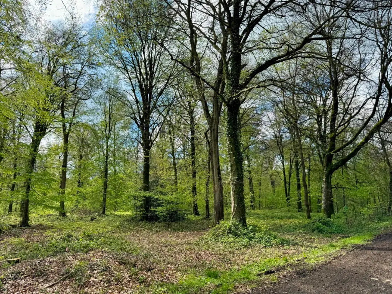 Photos 3 - Forest - Propriété rurale avec massif forestier sur la côte Normande