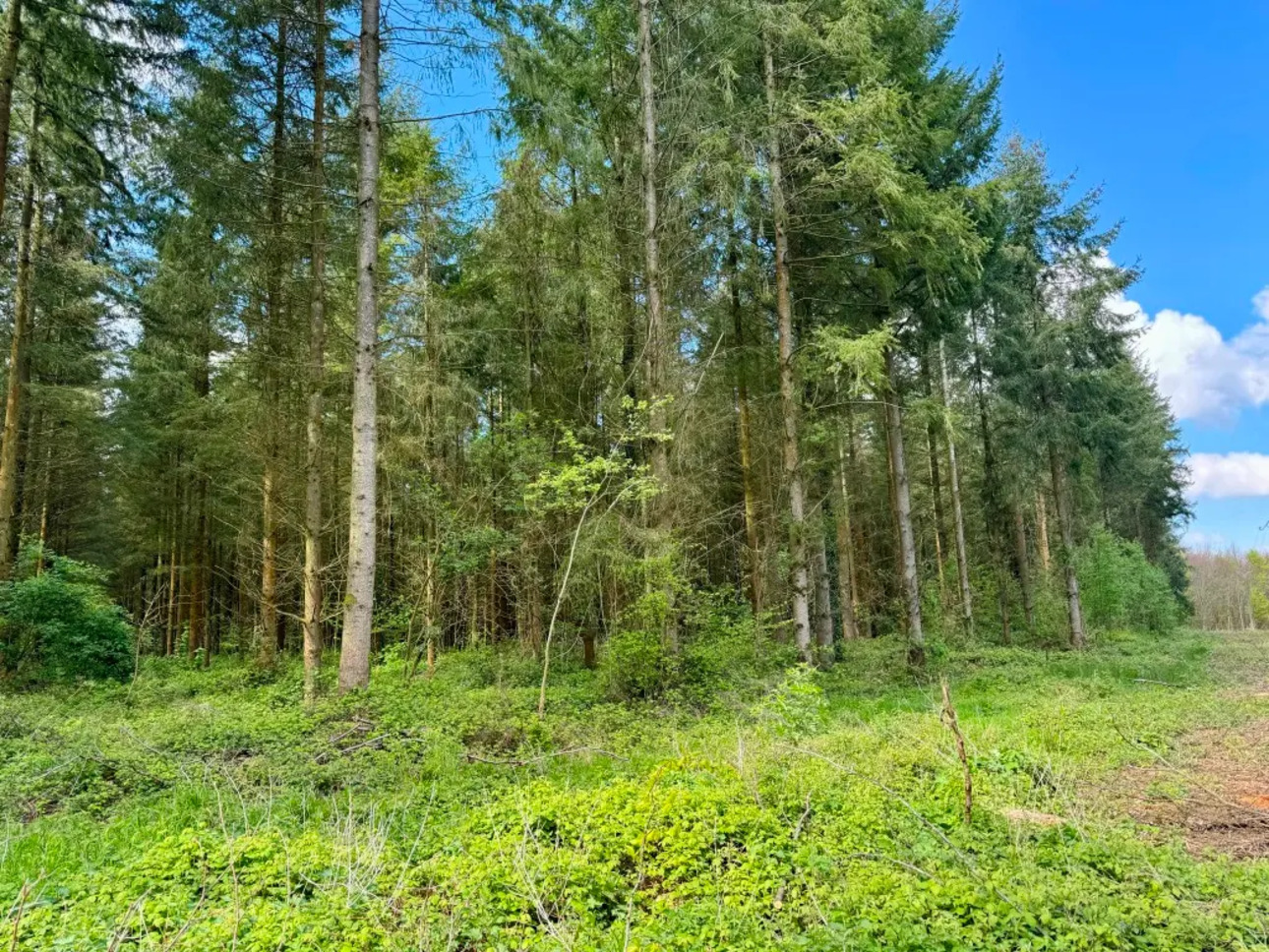 Photos 4 - Forestière - Propriété rurale avec massif forestier sur la côte Normande