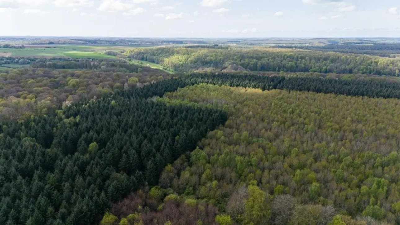 Photos 6 - Forest - Propriété rurale avec massif forestier sur la côte Normande