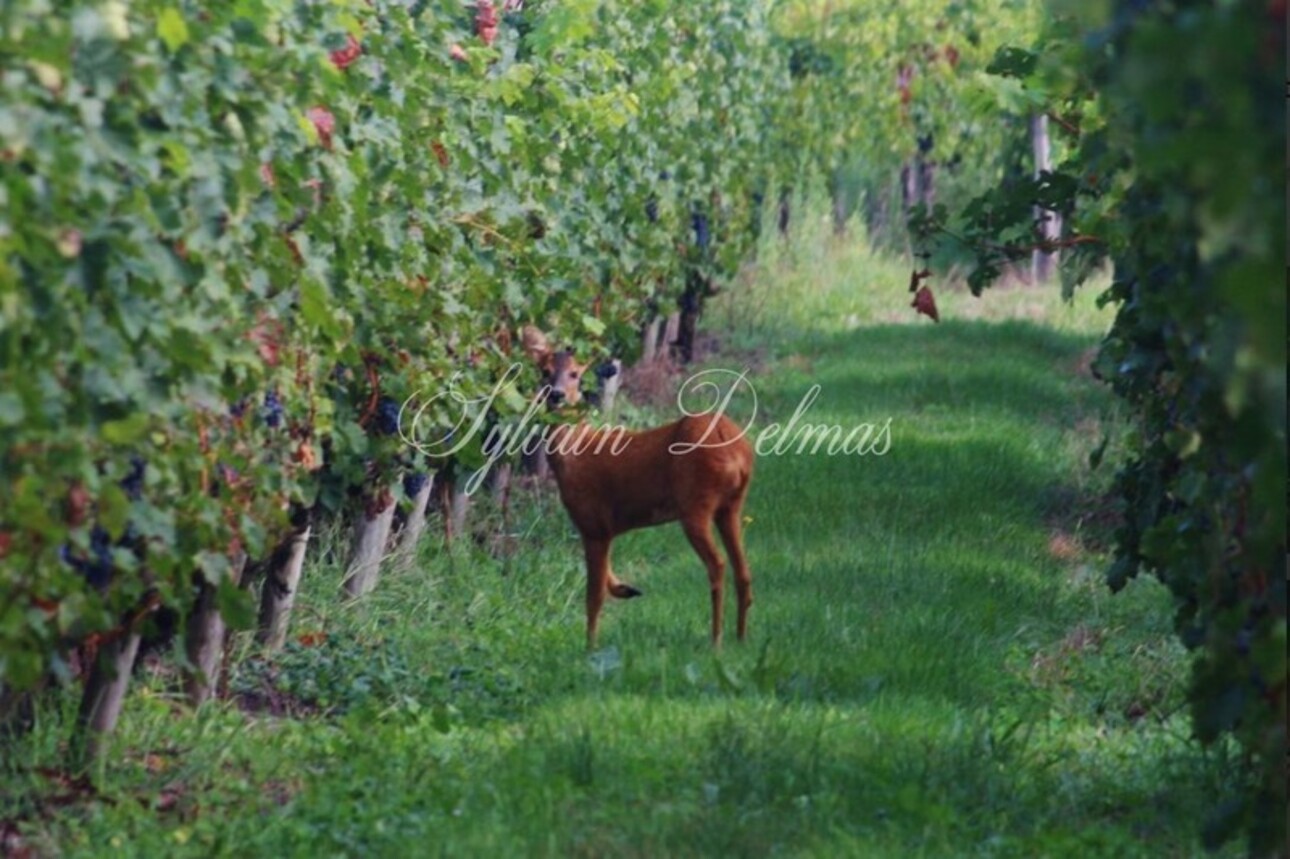 Photos 3 - Viticole - RARE opportunité domaine viticole Bordelais