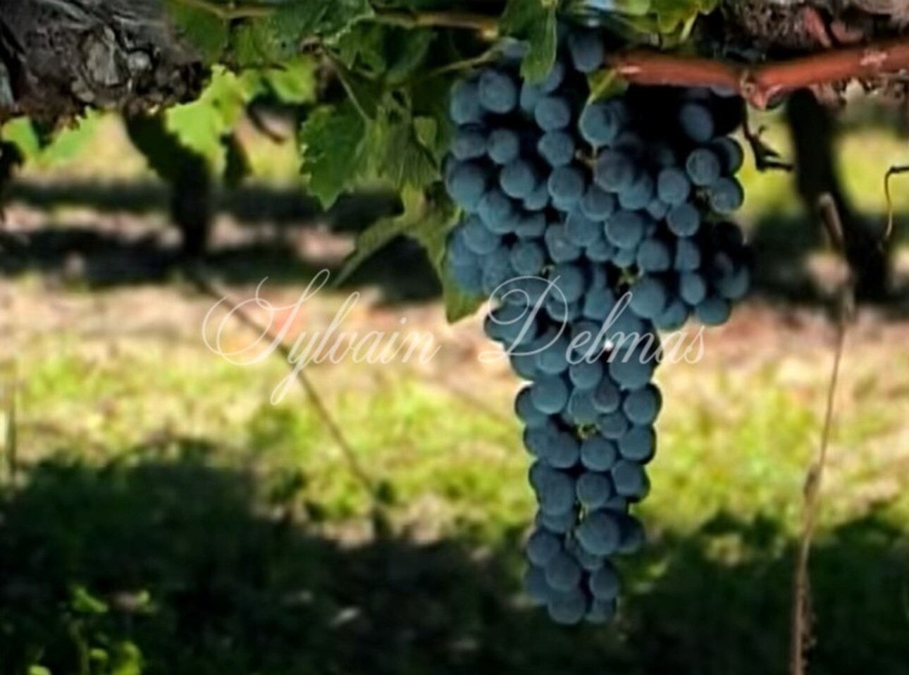 Photos 8 - Vineyard - RARE Bordeaux wine estate opportunity