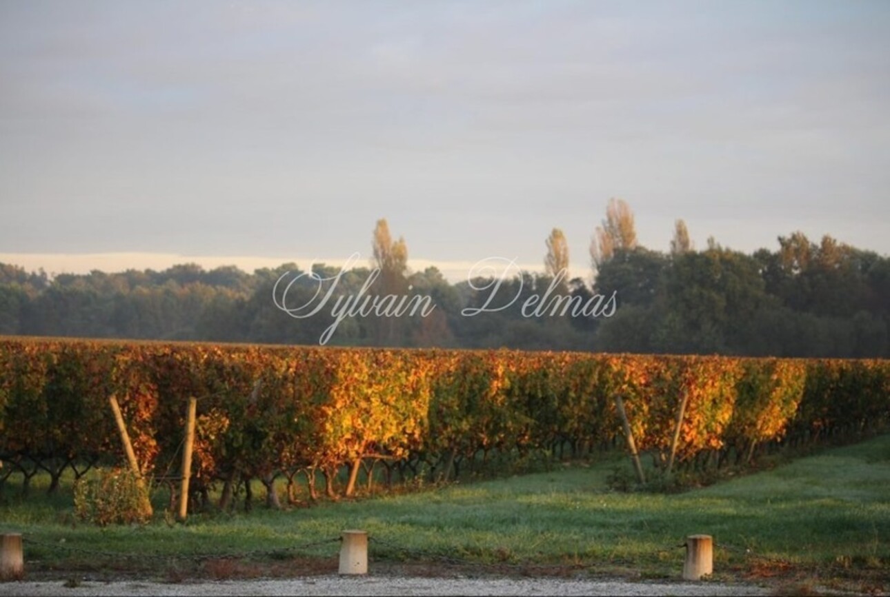 Photos 13 - Vineyard - RARE Bordeaux wine estate opportunity