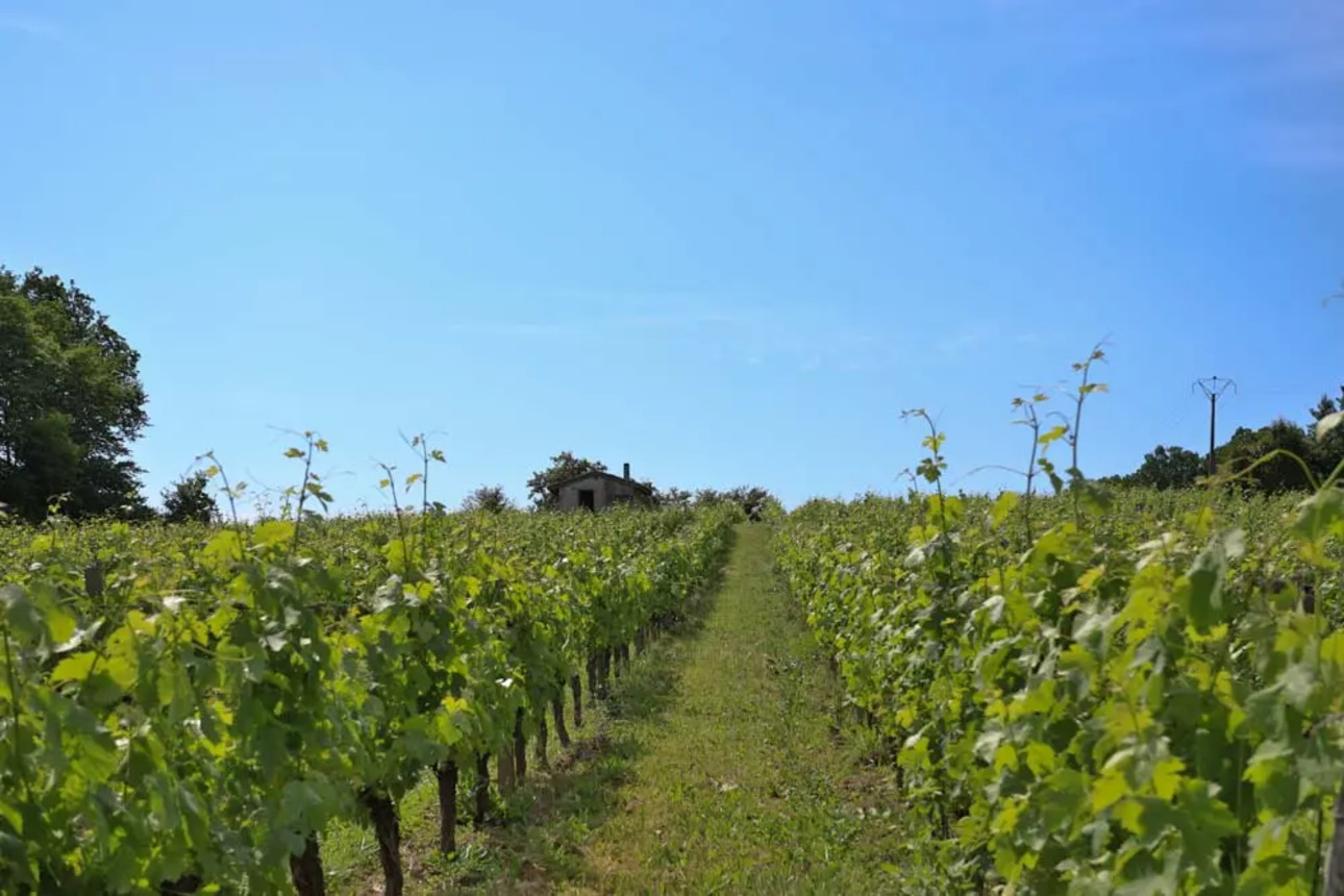 Photos 5 - Viticole - Belle propriété de 9 hectares proche de Saint-Emilion