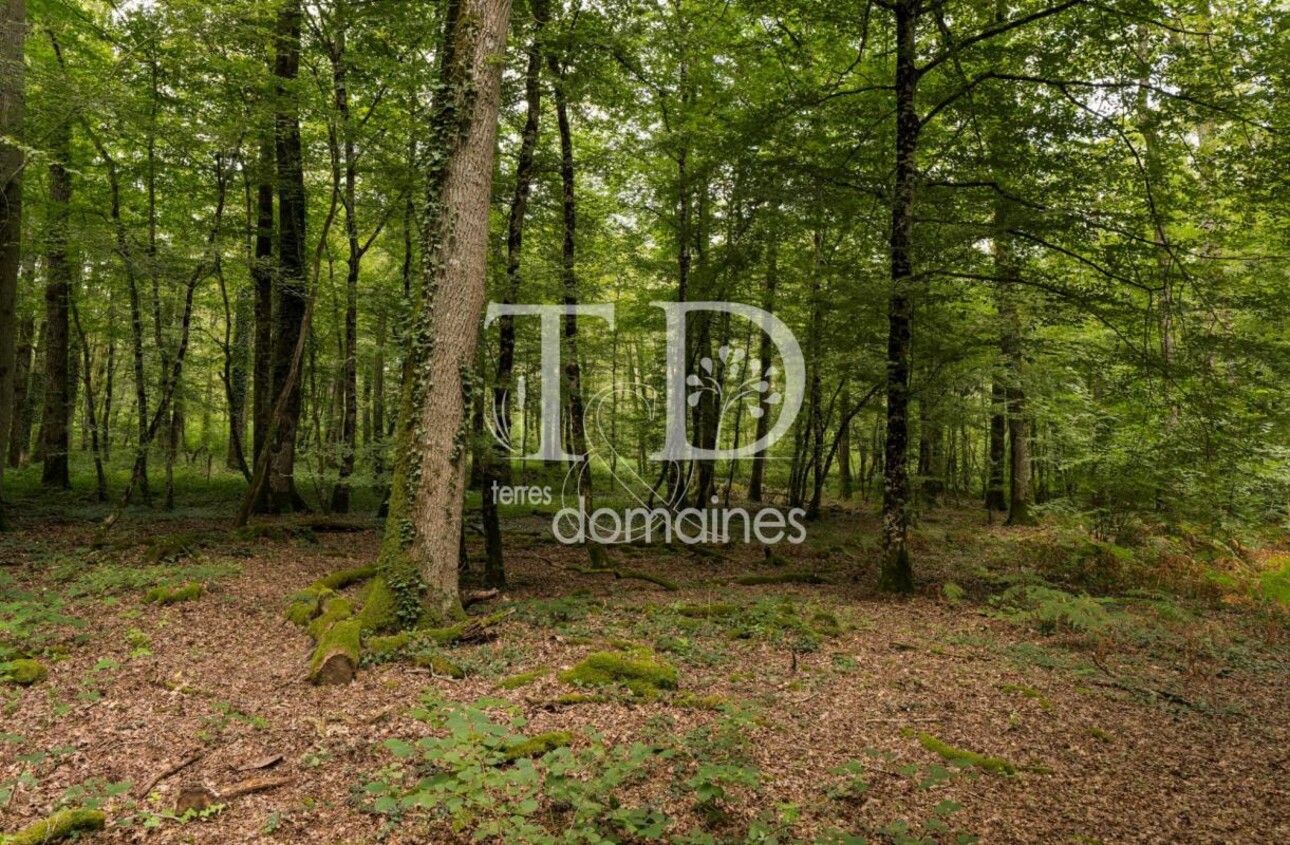 Photos 1 - Foncière - Propriété mixte agricole et forêstière de 9ha en Sologne