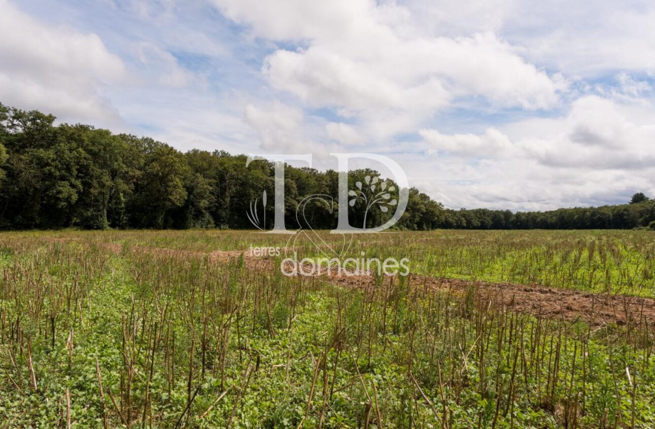 Photos 5 - Foncière - Propriété mixte agricole et forêstière de 9ha en Sologne