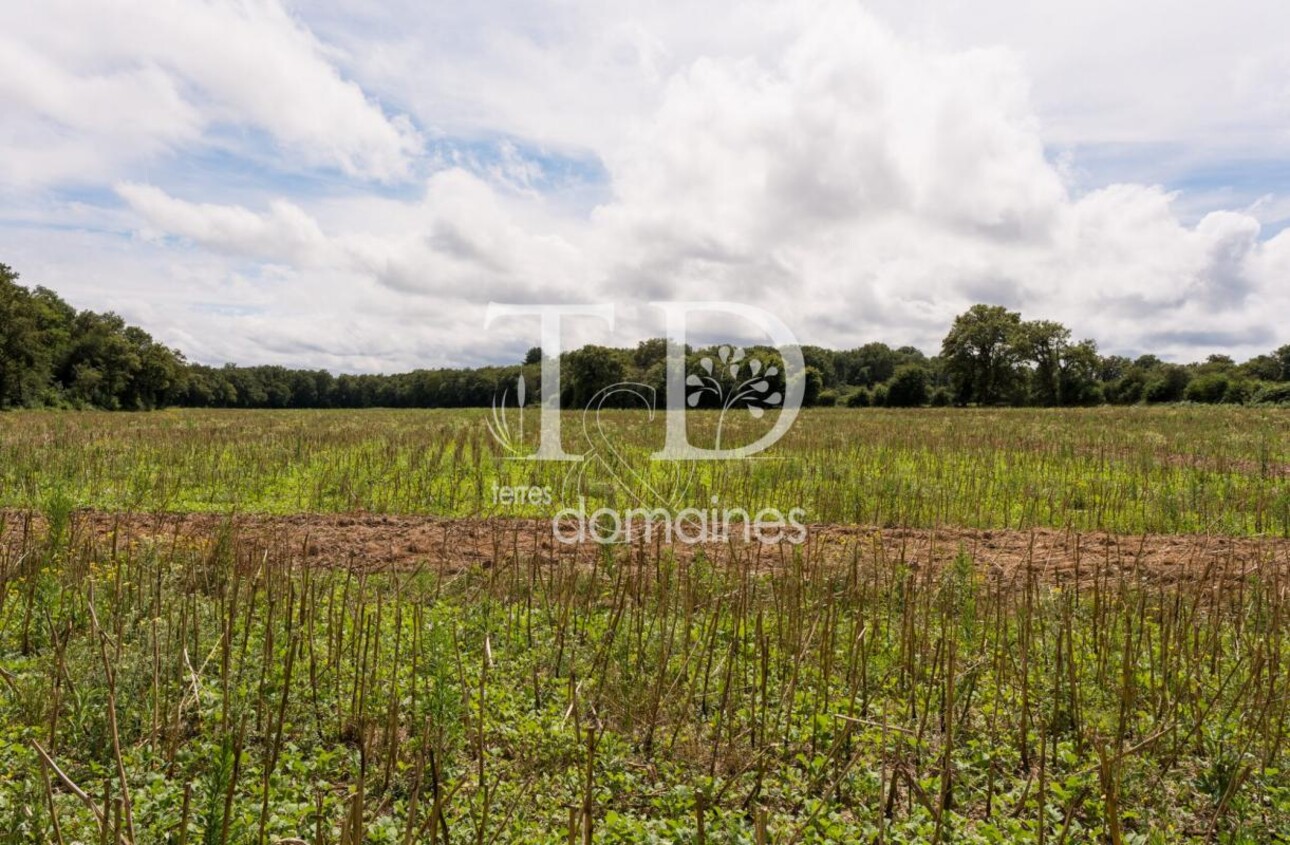 Photos 6 - Land - Propriété mixte agricole et forêstière de 9ha en Sologne