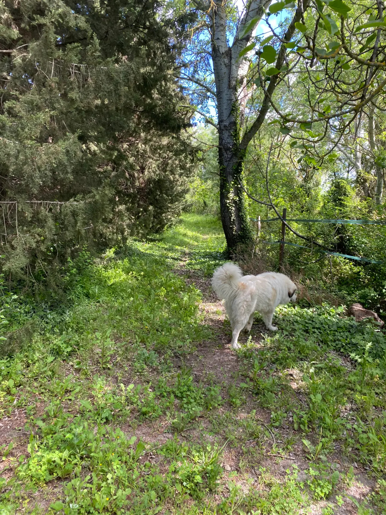 Photos 8 - Équestre - Propriété équestre sur 5 hectares à Poussan