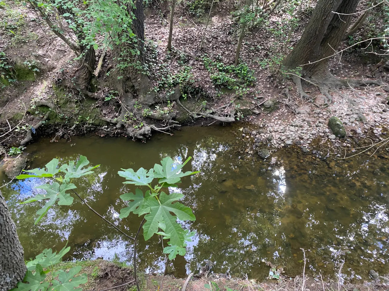 Photos 9 - Équestre - Propriété équestre sur 5 hectares à Poussan