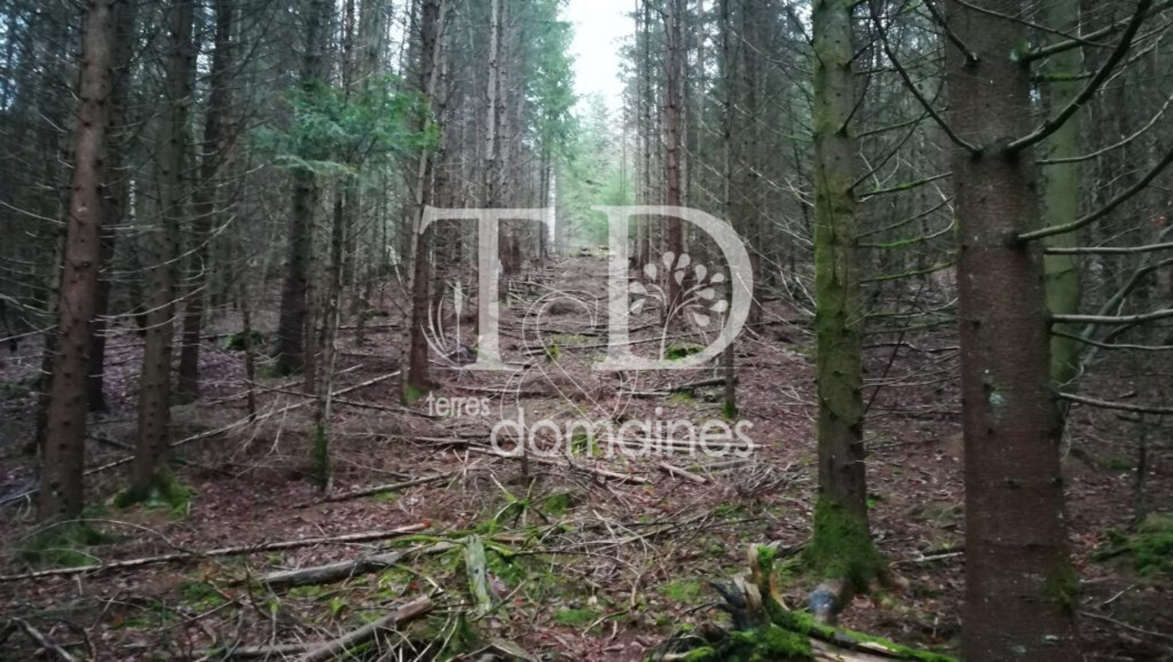 Photos 2 - Land - Parcelles de bois en Corrèze