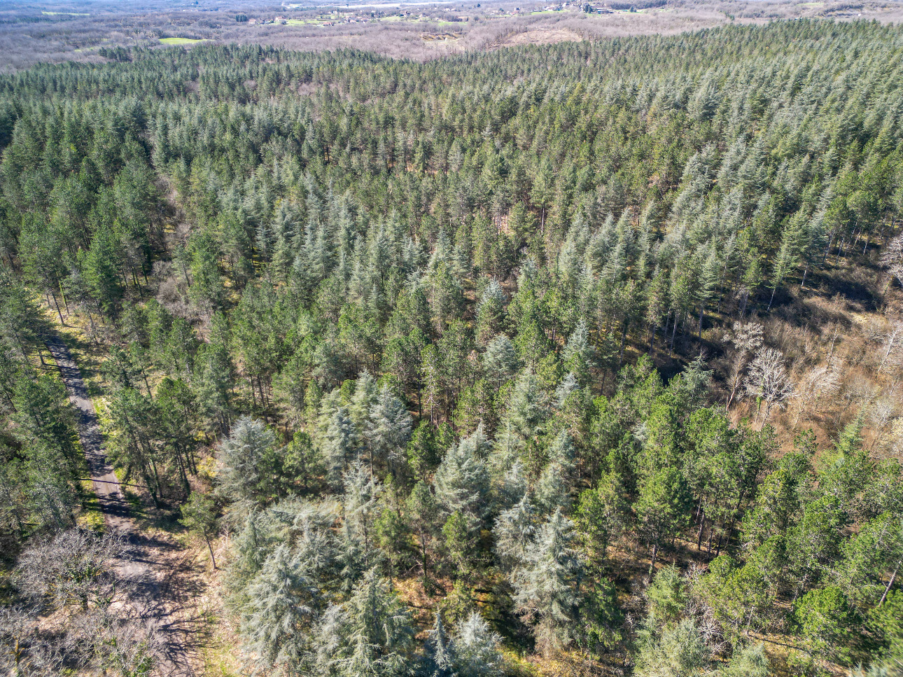 Photos 1 - Forest - Forêt de résineux de 81 ha en Corrèze