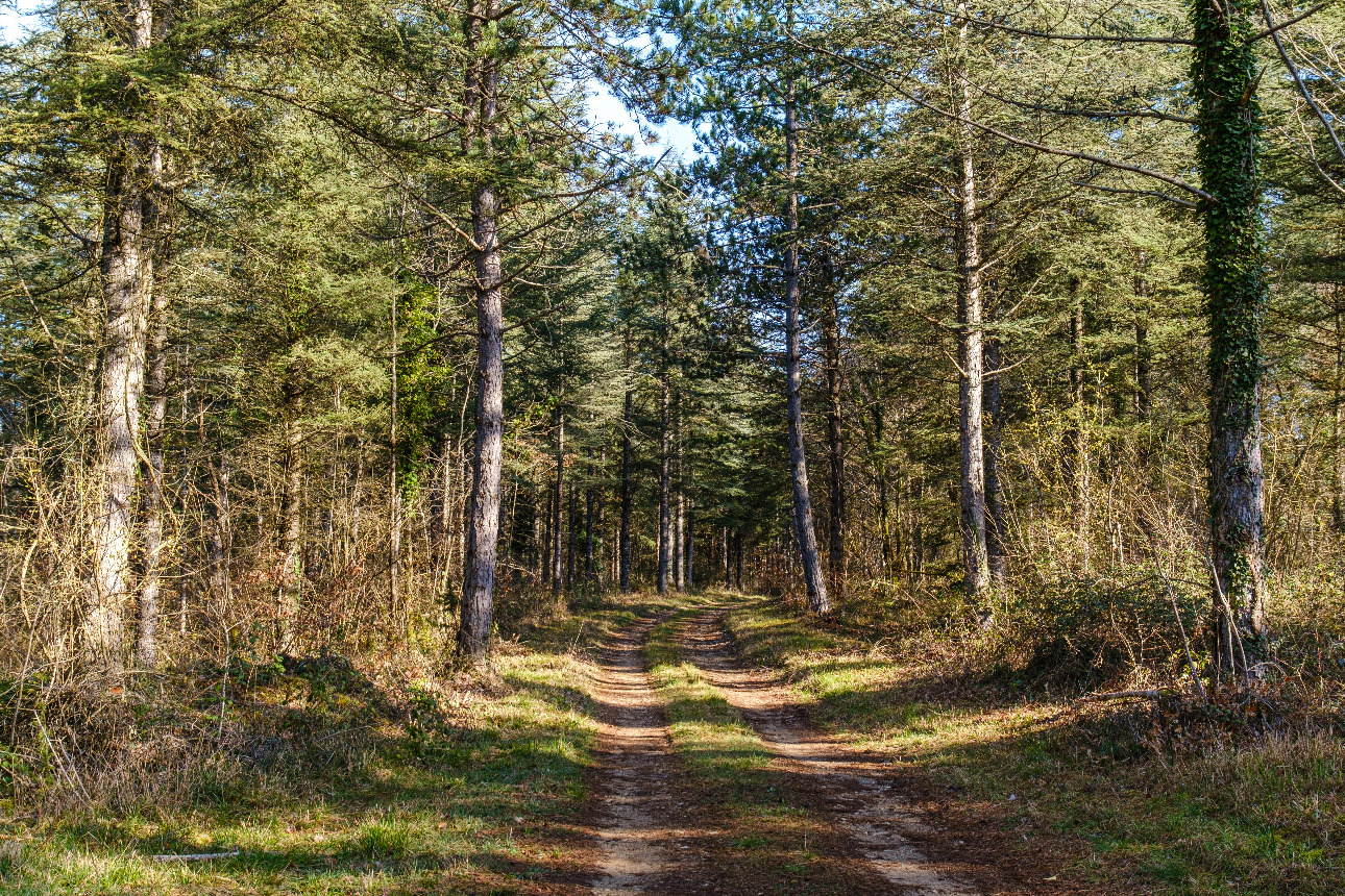 Photos 2 - Forest - Forêt de résineux de 81 ha en Corrèze