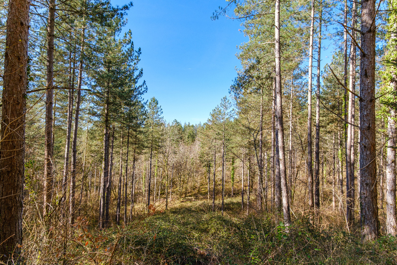 Photos 3 - Forest - Forêt de résineux de 81 ha en Corrèze