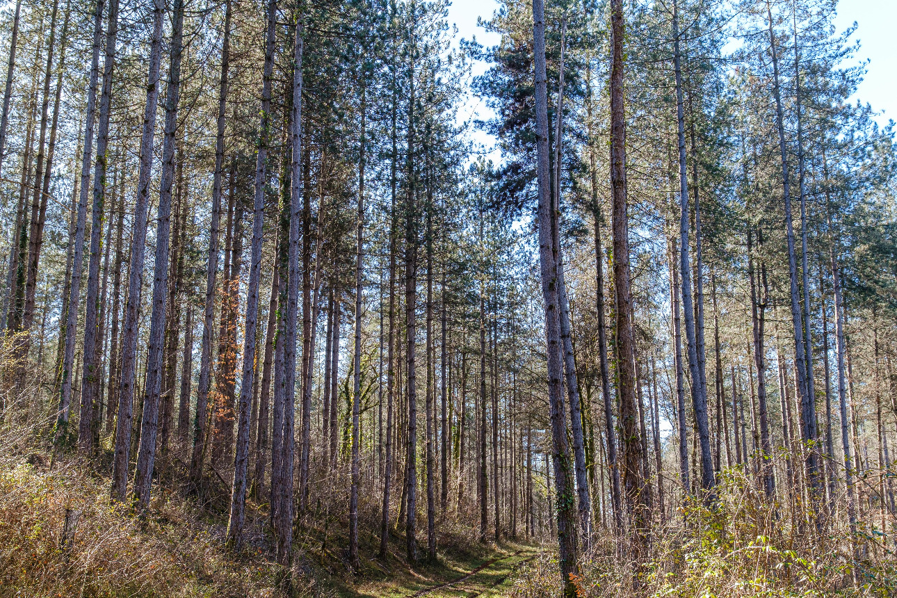 Photos 4 - Forest - Forêt de résineux de 81 ha en Corrèze