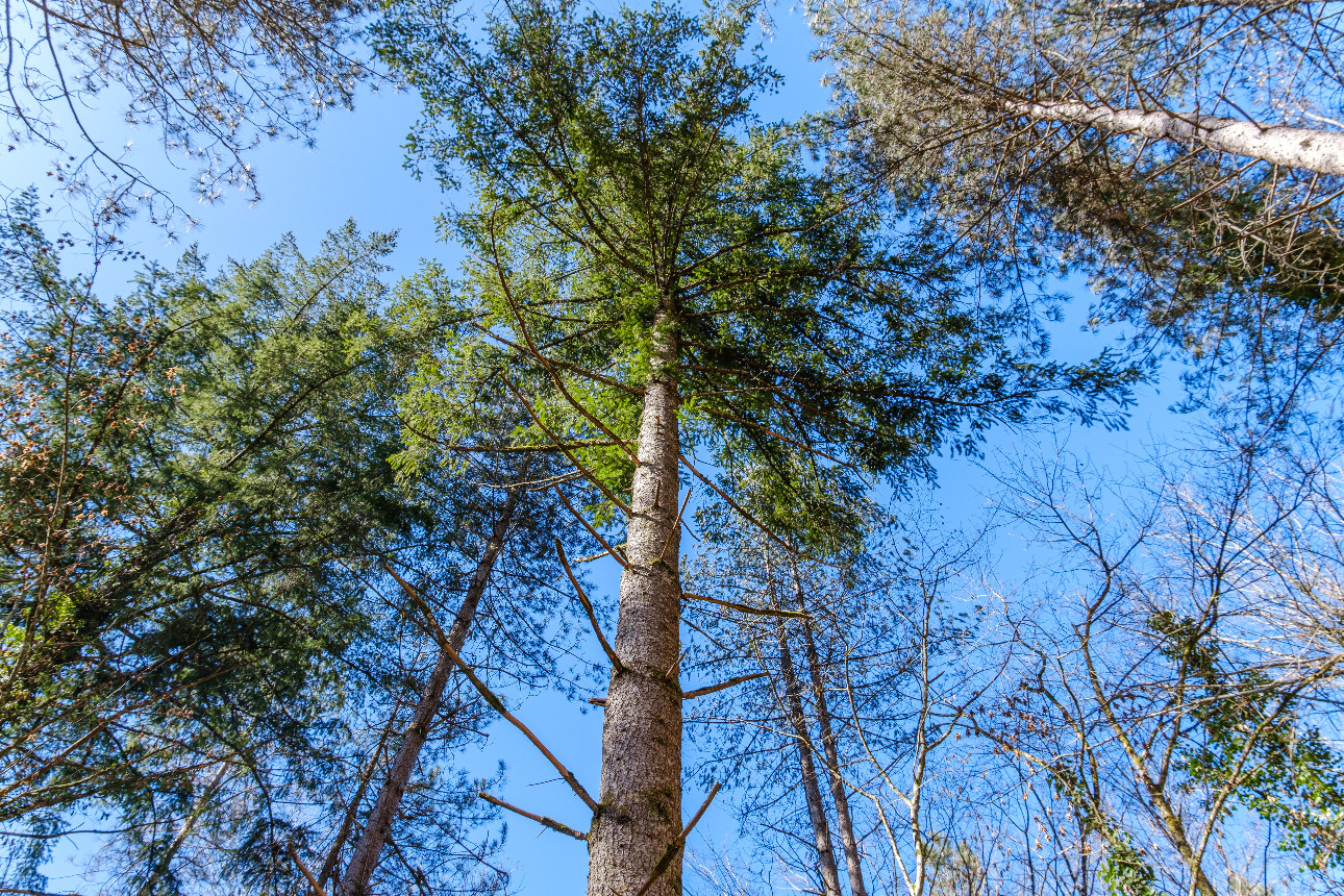 Photos 5 - Forest - Forêt de résineux de 81 ha en Corrèze