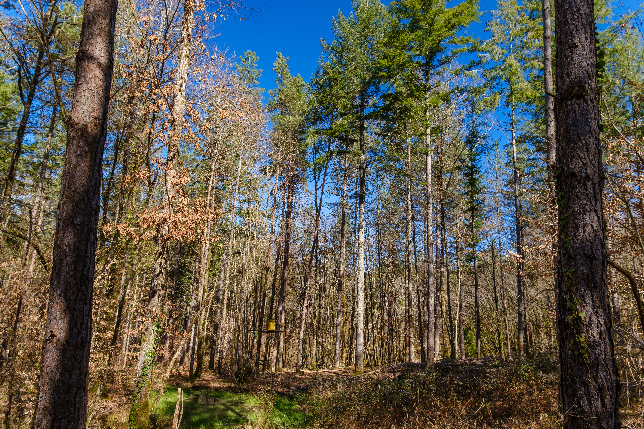 Photos 6 - Forest - Forêt de résineux de 81 ha en Corrèze