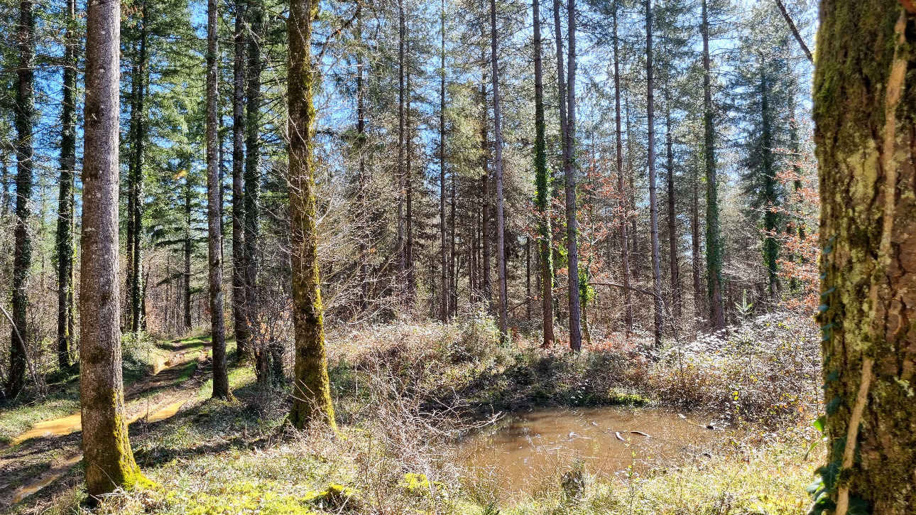 Photos 7 - Forest - Forêt de résineux de 81 ha en Corrèze