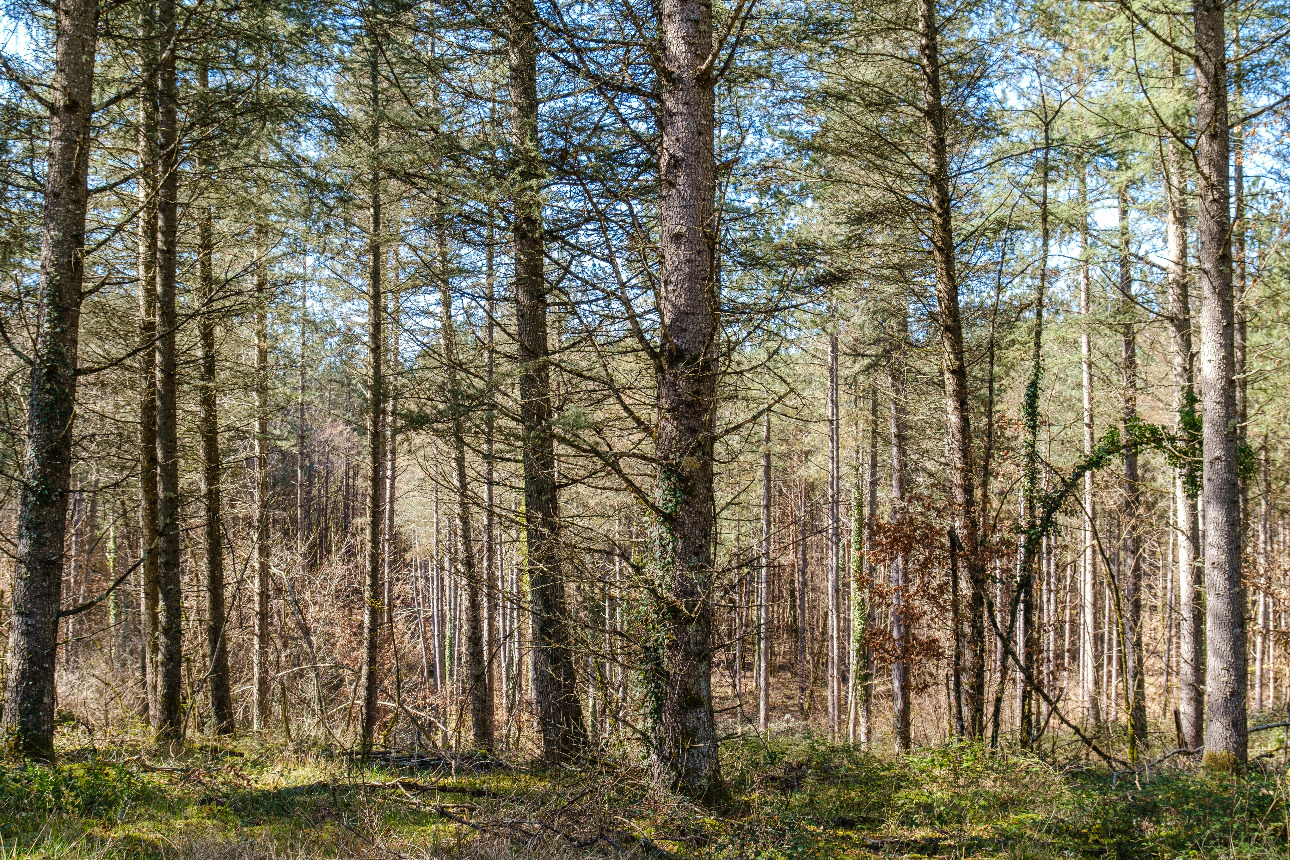 Photos 8 - Forest - Forêt de résineux de 81 ha en Corrèze