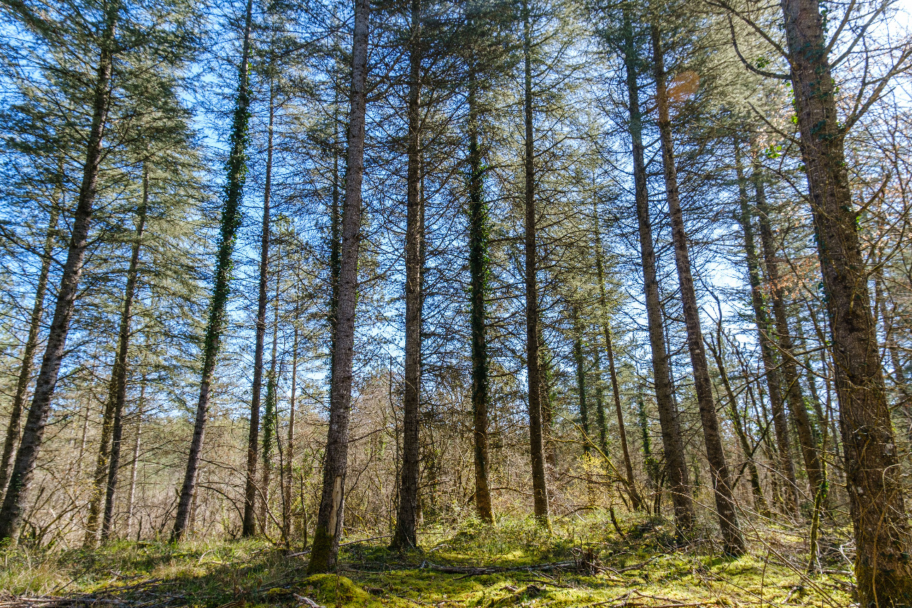 Photos 9 - Forest - Forêt de résineux de 81 ha en Corrèze