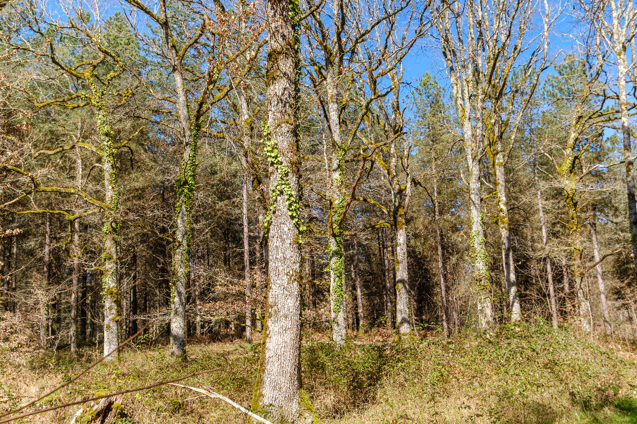 Photos 10 - Forest - Forêt de résineux de 81 ha en Corrèze