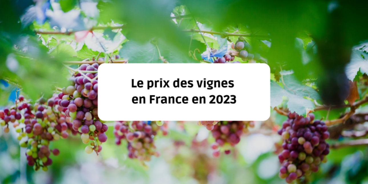 Le prix des vignes en France en 2023