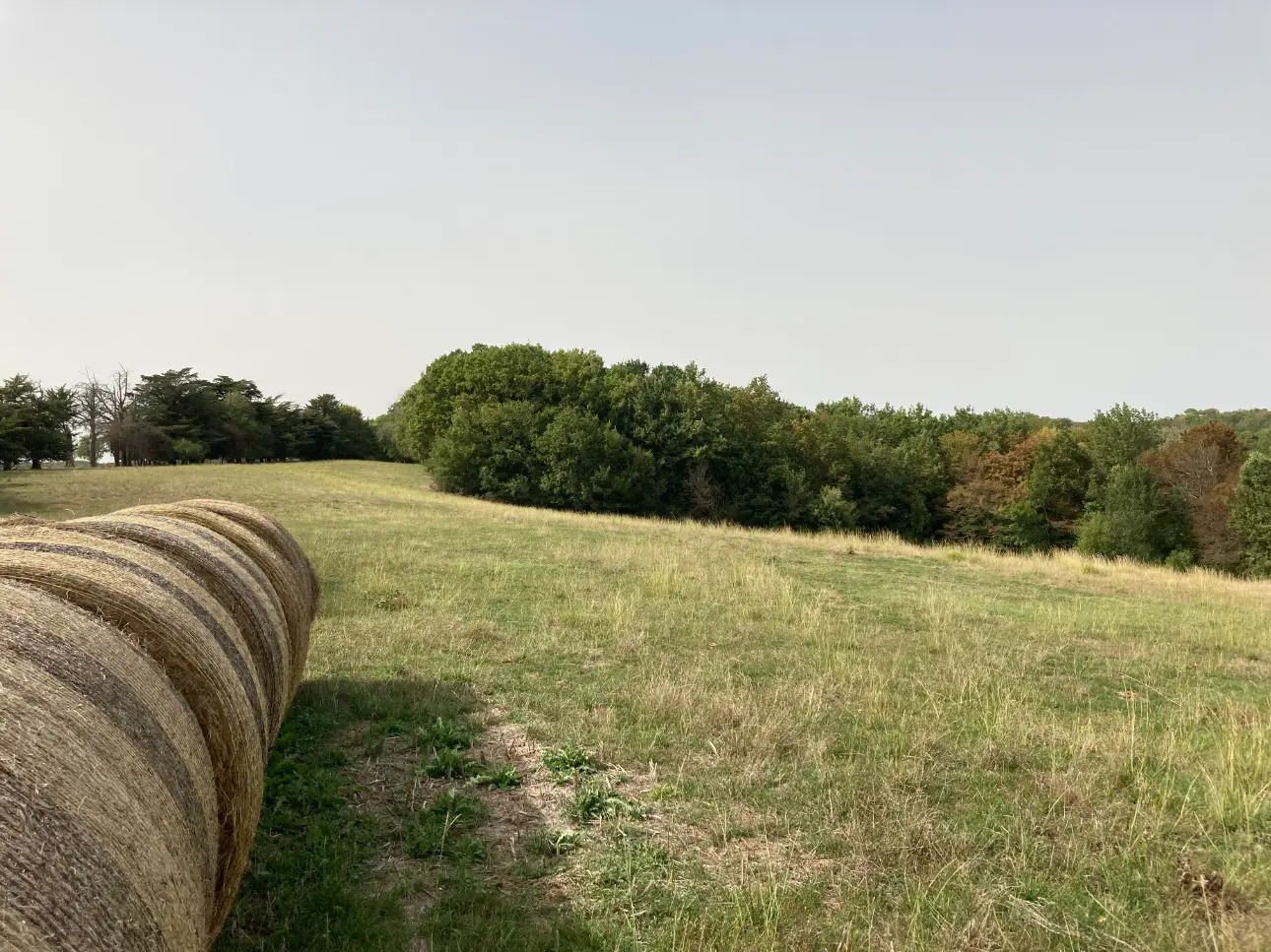 Photos 10 - Prestige - Beau manoir et ses dépendances entourés d'un domaine de 56ha d'un seul tenant (Prairies et forêt feuillus)