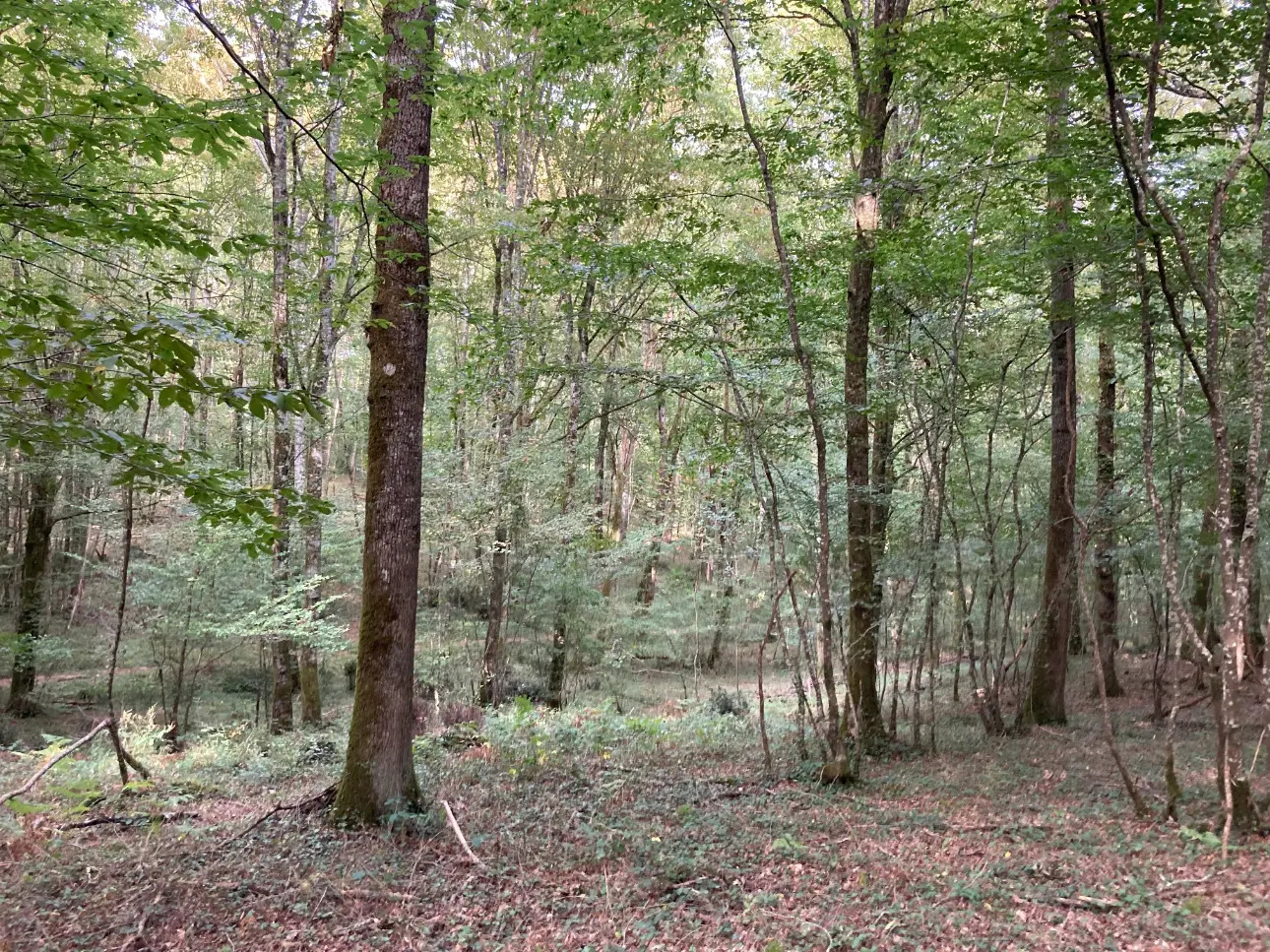 Photos 14 - Prestige - Manoir et ses dépendances entourés d'un domaine de 56ha d'un seul tenant (Prairies et forêt feuillus)