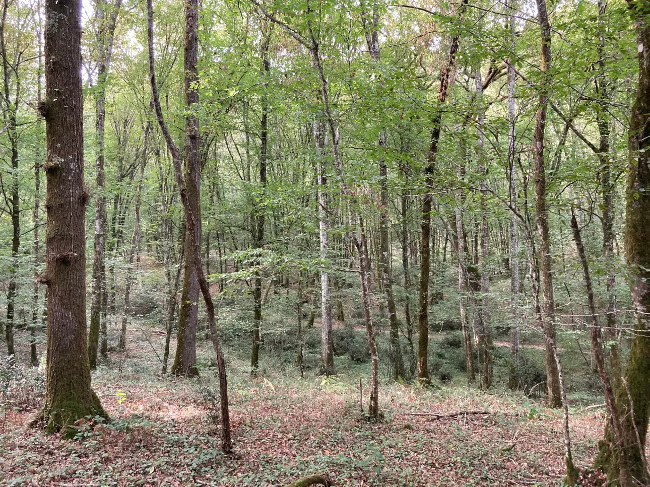 Photos 15 - Prestige - Beau manoir et ses dépendances entourés d'un domaine de 56ha d'un seul tenant (Prairies et forêt feuillus)