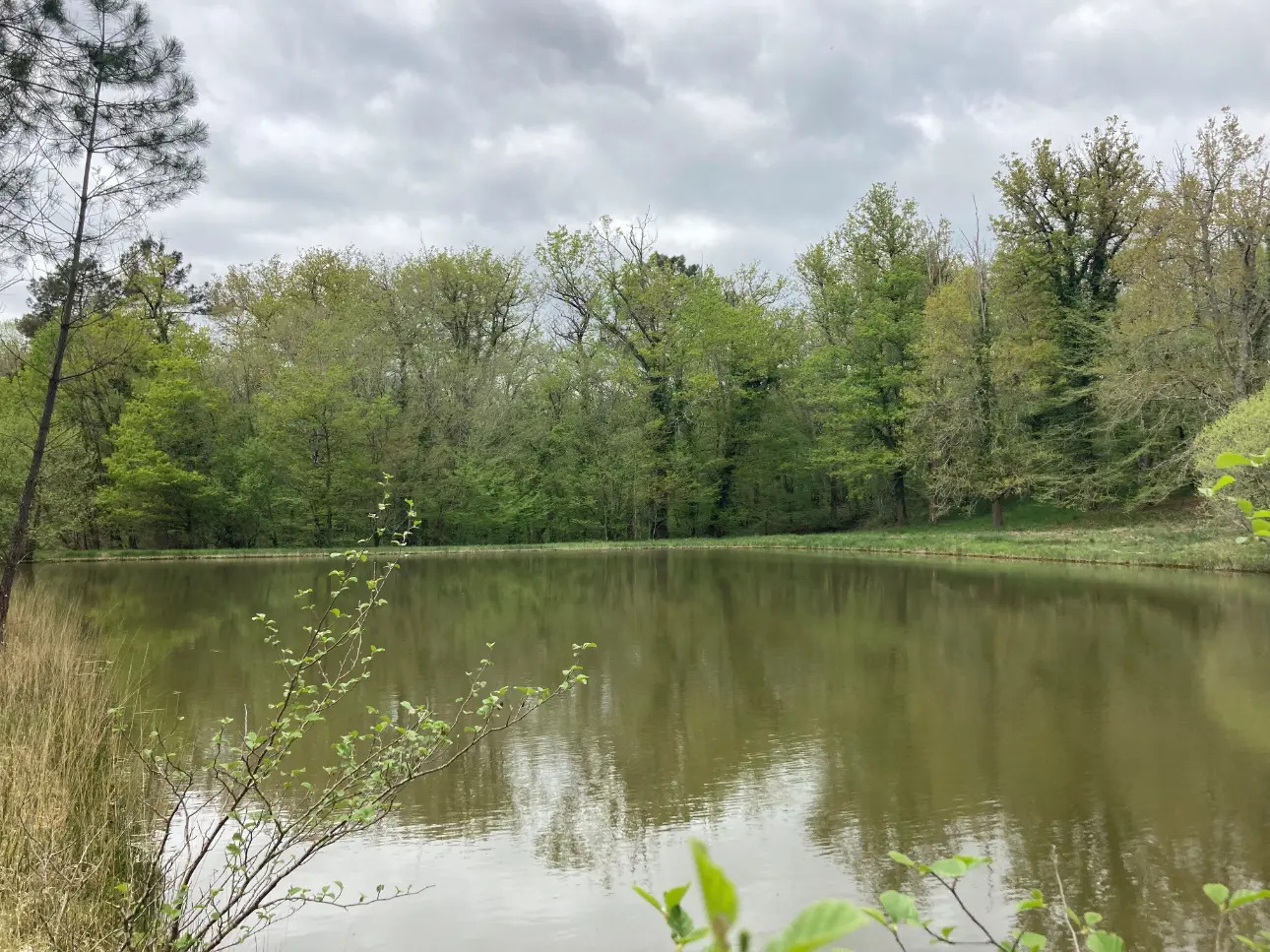 Photos 2 - Foncière - Propriété comprenant une forêt feuillue et résineuse de 40ha environ, un étang, un chalet en bois et un garage, en Dordogne