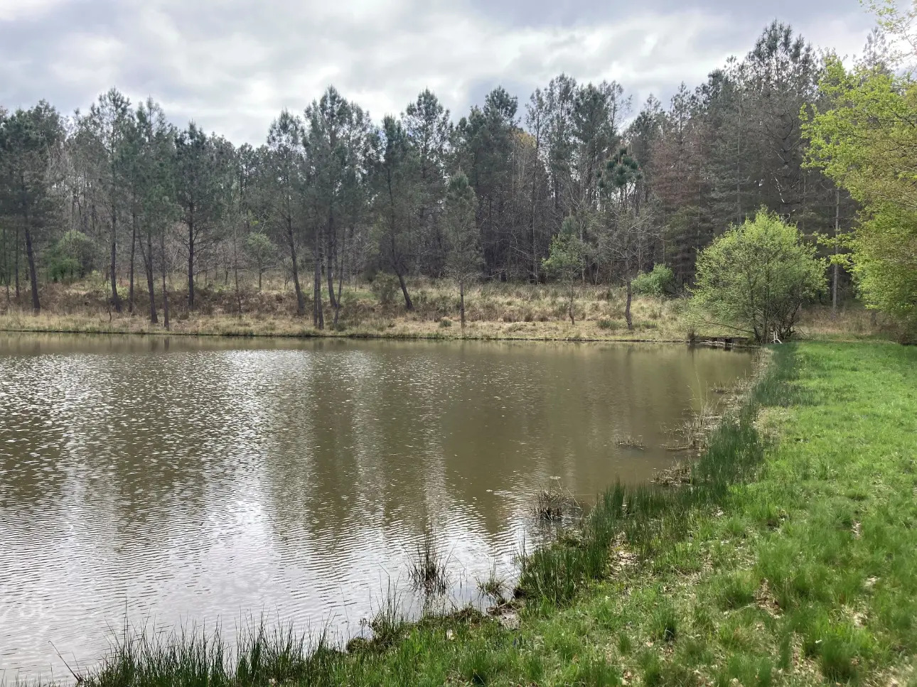 Photos 3 - Foncière - Propriété comprenant une forêt feuillue et résineuse de 40ha environ, un étang, un chalet en bois et un garage, en Dordogne