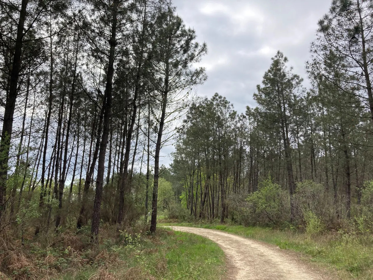 Photos 7 - Land - Property comprising a deciduous and coniferous forest of approximately 40ha, a pond, a wooden chalet and a garage, in Dordogne