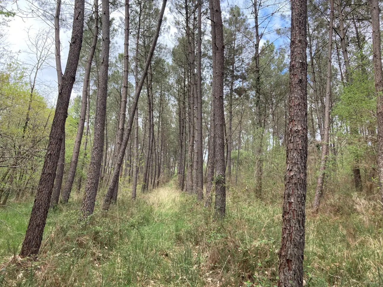 Photos 8 - Land - Property comprising a deciduous and coniferous forest of approximately 40ha, a pond, a wooden chalet and a garage, in Dordogne