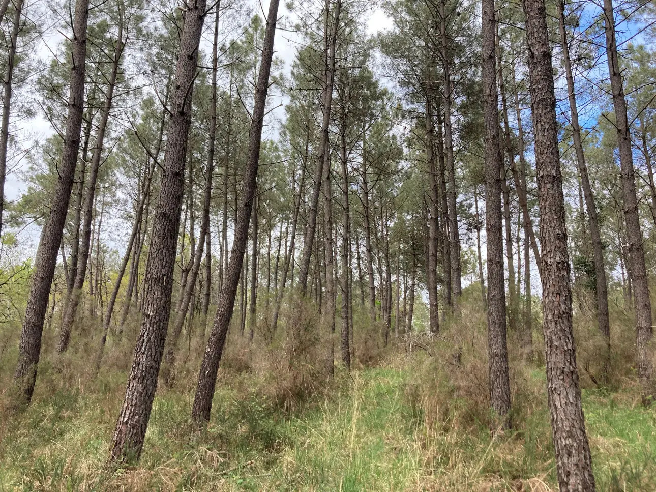 Photos 9 - Foncière - Propriété comprenant une forêt feuillue et résineuse de 40ha environ, un étang, un chalet en bois et un garage, en Dordogne