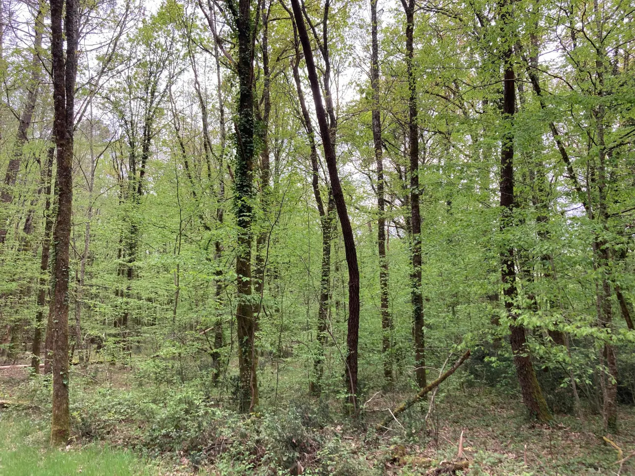 Photos 10 - Foncière - Propriété comprenant une forêt feuillue et résineuse de 40ha environ, un étang, un chalet en bois et un garage, en Dordogne