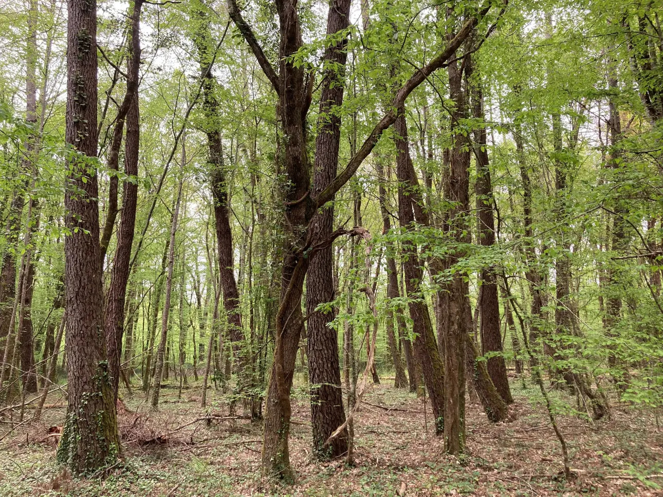 Photos 11 - Land - Property comprising a deciduous and coniferous forest of approximately 40ha, a pond, a wooden chalet and a garage, in Dordogne