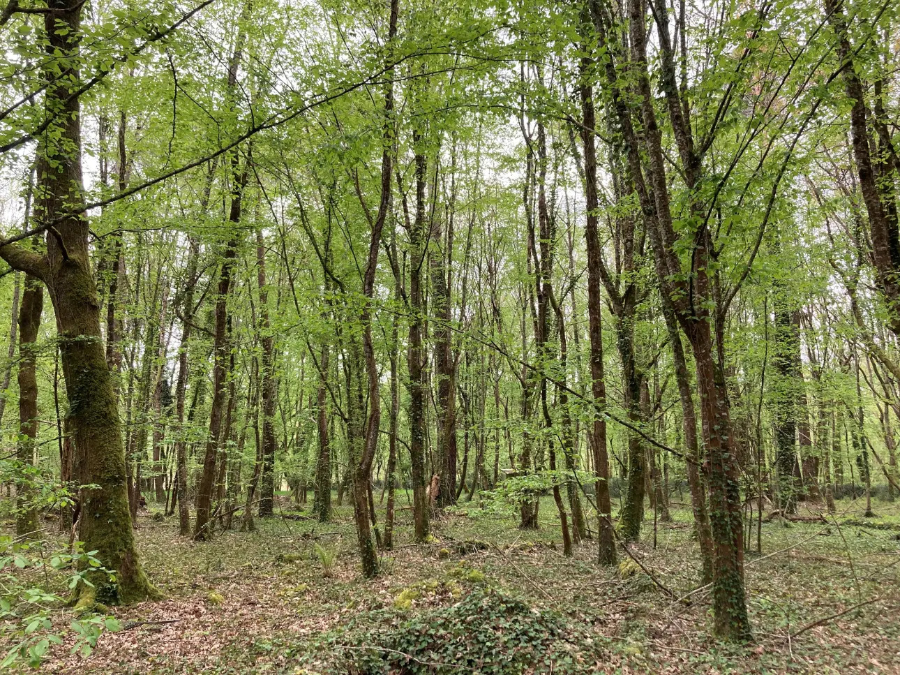 Photos 12 - Land - Property comprising a deciduous and coniferous forest of approximately 40ha, a pond, a wooden chalet and a garage, in Dordogne