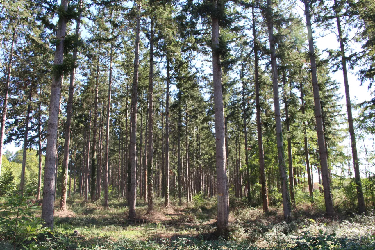 Photos 1 - Land - Magnificent 44ha forest in one piece in Vienne (splendid Futaie de Douglas on 12ha)