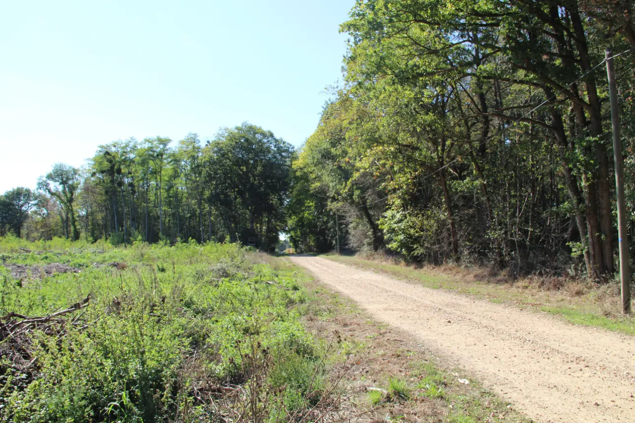 Photos 3 - Land - Magnificent 44ha forest in one piece in Vienne (splendid Futaie de Douglas on 12ha)