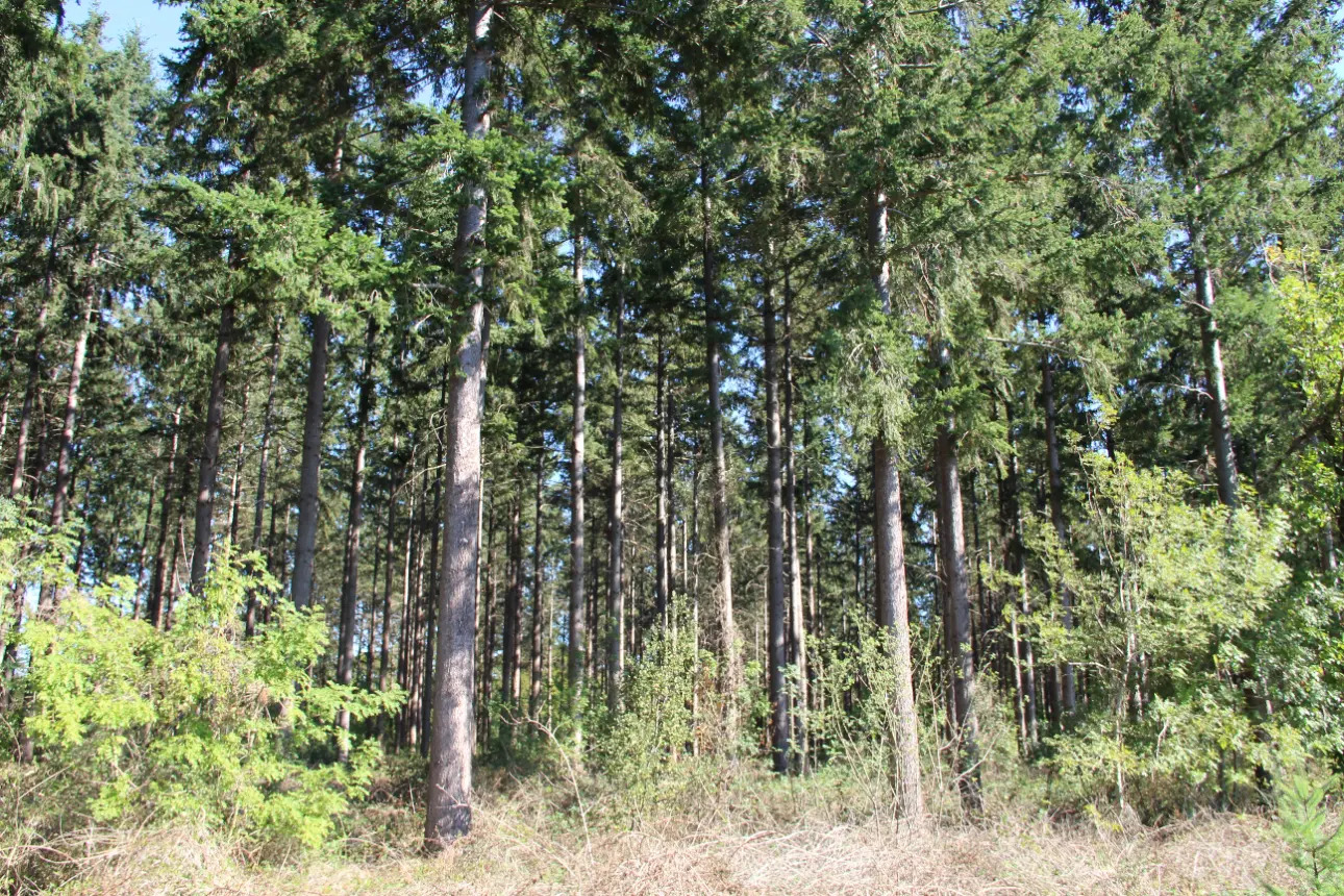 Photos 4 - Foncière - Magnifique forêt de 44ha d'un seul tenant dans la Vienne (splendide futaie de Douglas sur 12ha)