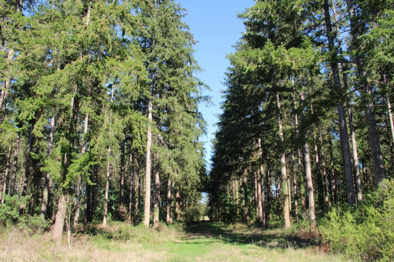 Photos 5 - Land - Magnificent 44ha forest in one piece in Vienne (splendid Futaie de Douglas on 12ha)