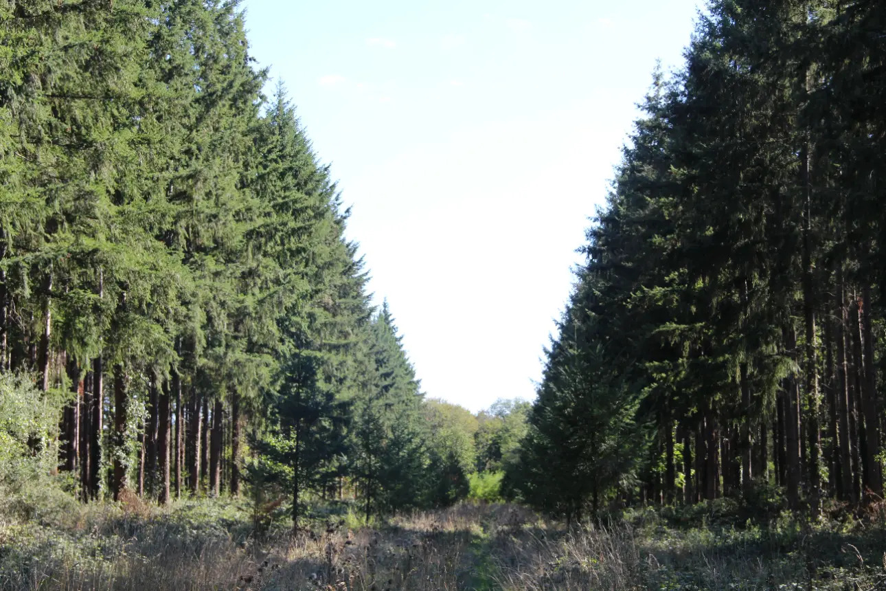 Photos 6 - Land - Magnificent 44ha forest in one piece in Vienne (splendid Futaie de Douglas on 12ha)