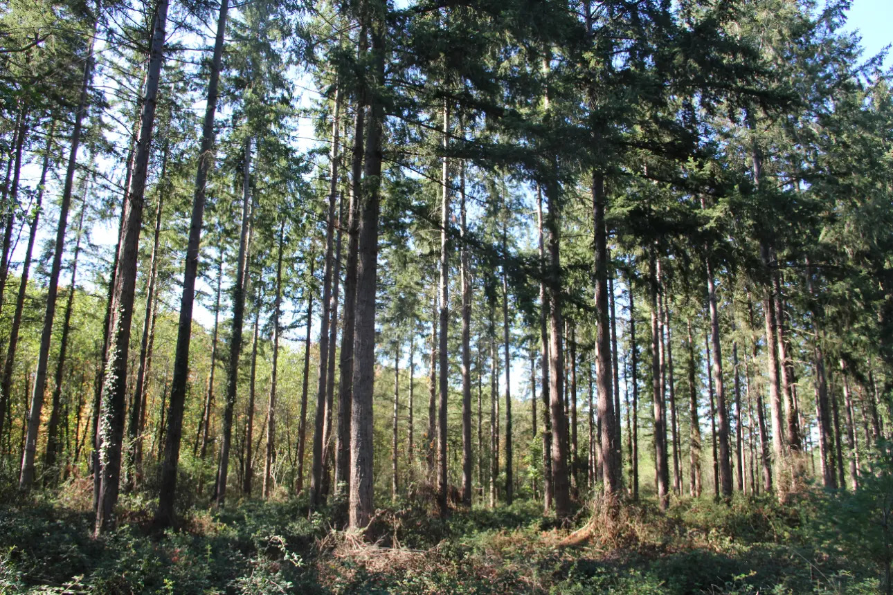 Photos 7 - Land - Magnificent 44ha forest in one piece in Vienne (splendid Futaie de Douglas on 12ha)