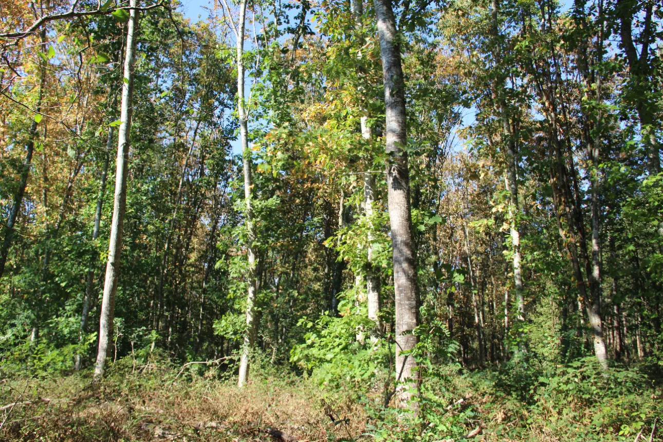 Photos 8 - Land - Magnificent 44ha forest in one piece in Vienne (splendid Futaie de Douglas on 12ha)