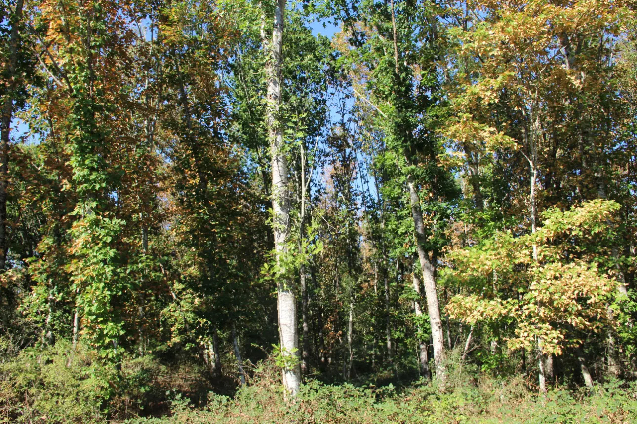 Photos 9 - Land - Magnificent 44ha forest in one piece in Vienne (splendid Futaie de Douglas on 12ha)